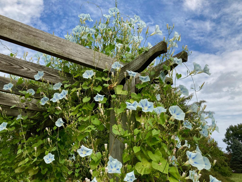 Benefits of Adding Plants to Your Pergola


