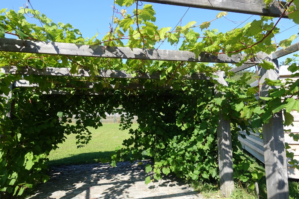 Benefits of Growing Vines on Your Pergola
