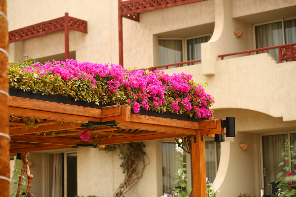 Creative Ways to Style Your Pergola with Plants


