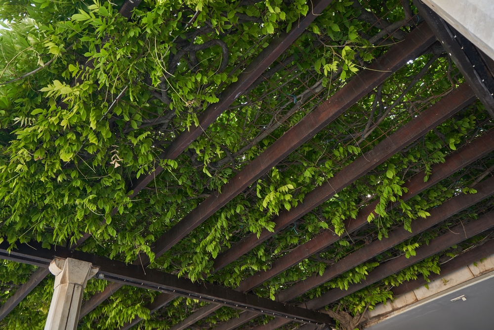 Enhancing Your Pergola with Climbing Plants


