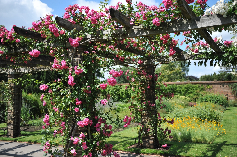 How to Properly Choose and Place Plants on Your Pergola

