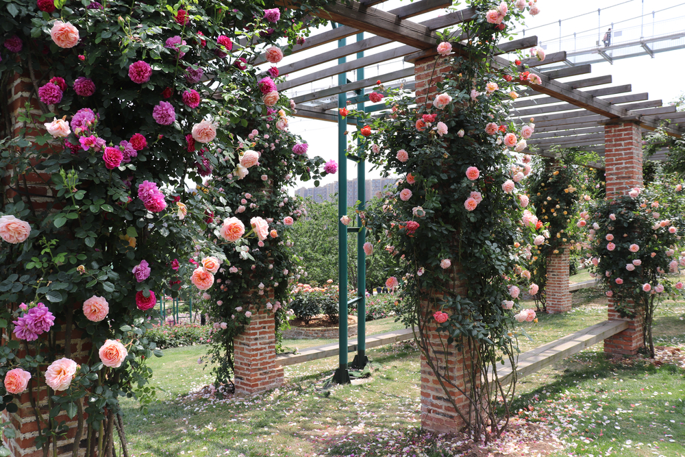 Preparing Your Pergola for Climbing Plants

