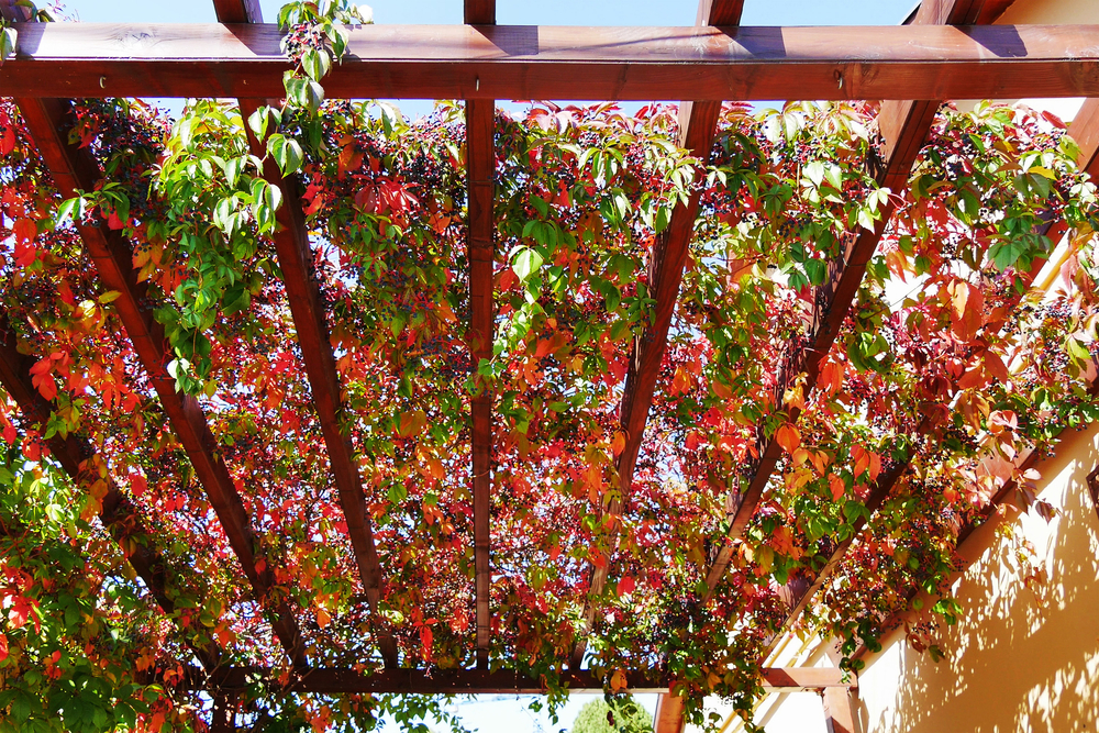 Vine-covered Elegance: How to Incorporate Climbing Plants into Your Pergola Design